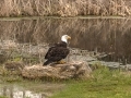 MG_7705